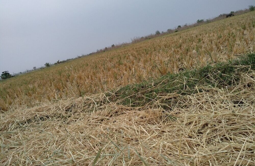 Immagine di eventi climatici estremi che colpiscono l'agricoltura