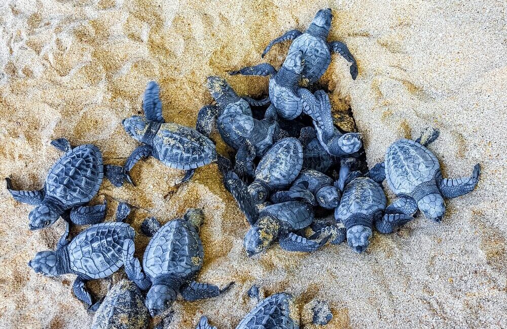 Nidi di Caretta caretta lungo le coste italiane