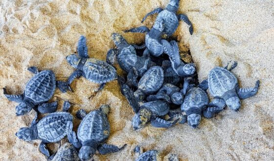 Nidi di Caretta caretta lungo le coste italiane