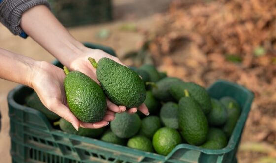Produzione di avocado in Sicilia