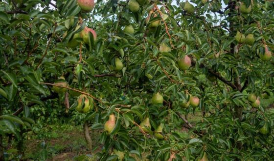 Pere italiane pronte per l'export