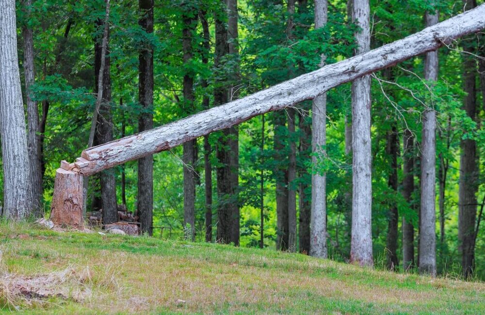 Pannelli in legno in produzione