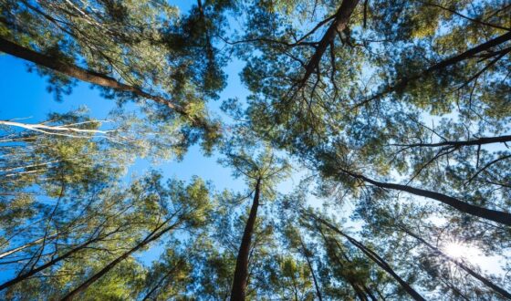 Piantumazioni di alberi in Italia
